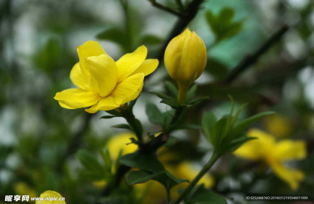 迎春花