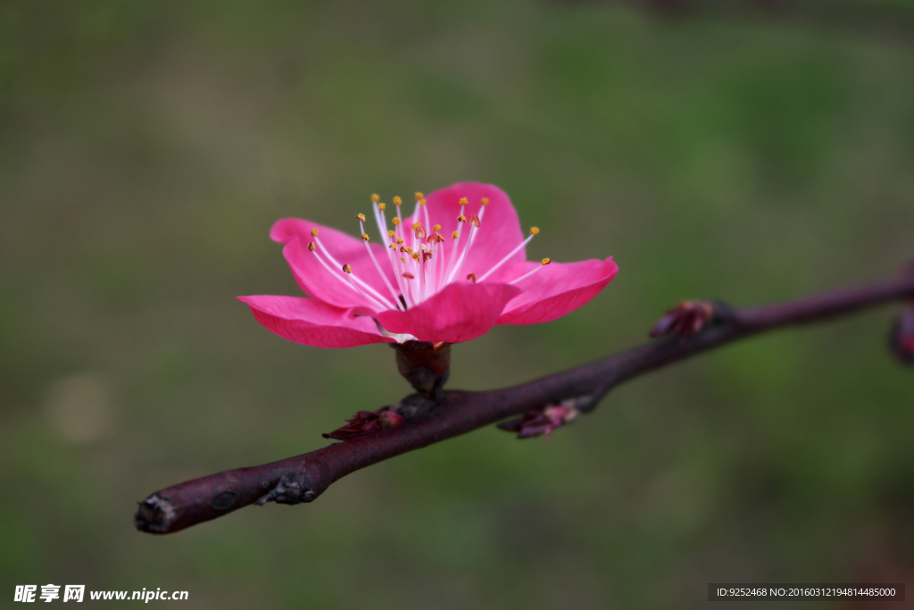 一朵桃花