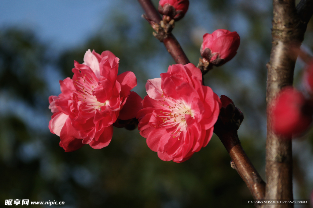 桃花