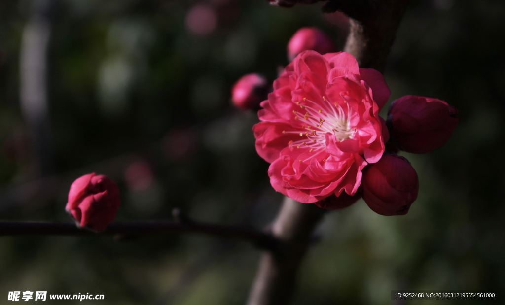 桃花