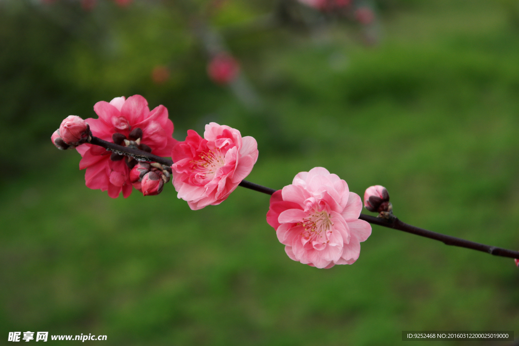 桃花枝