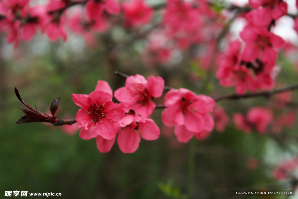 桃花