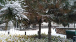 雪松