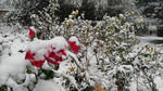 雪中红花