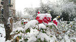 雪中红花