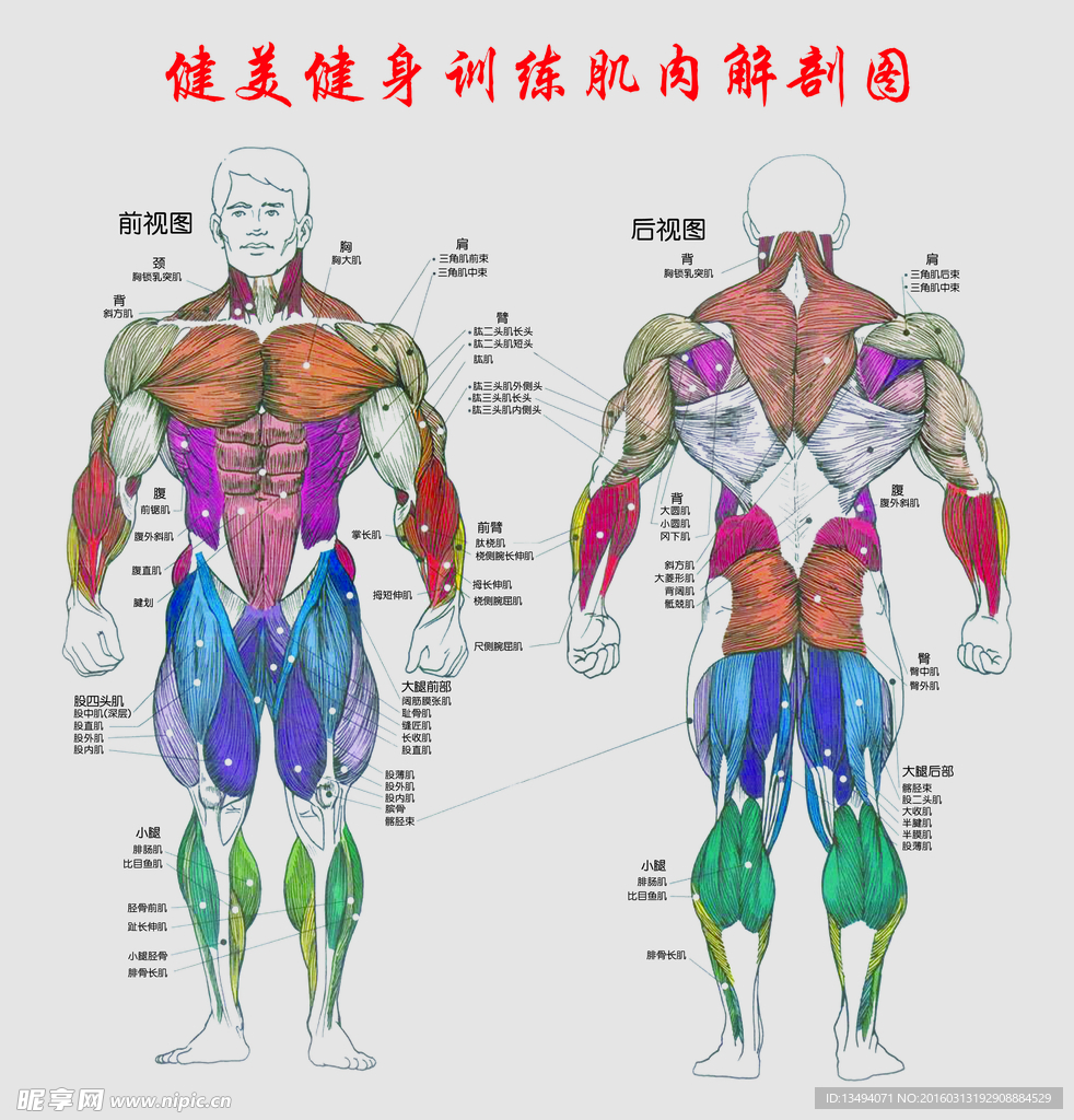 健美健身训练肌肉解剖图