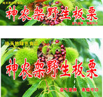 神农架野生板栗