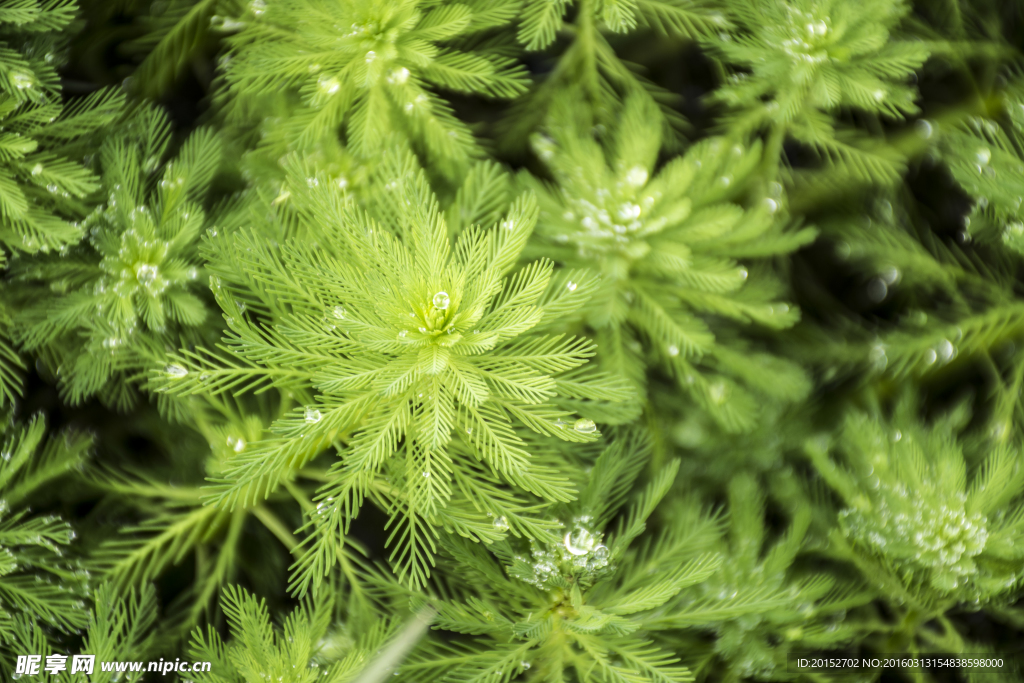 水草