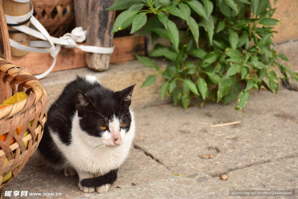 田园家猫