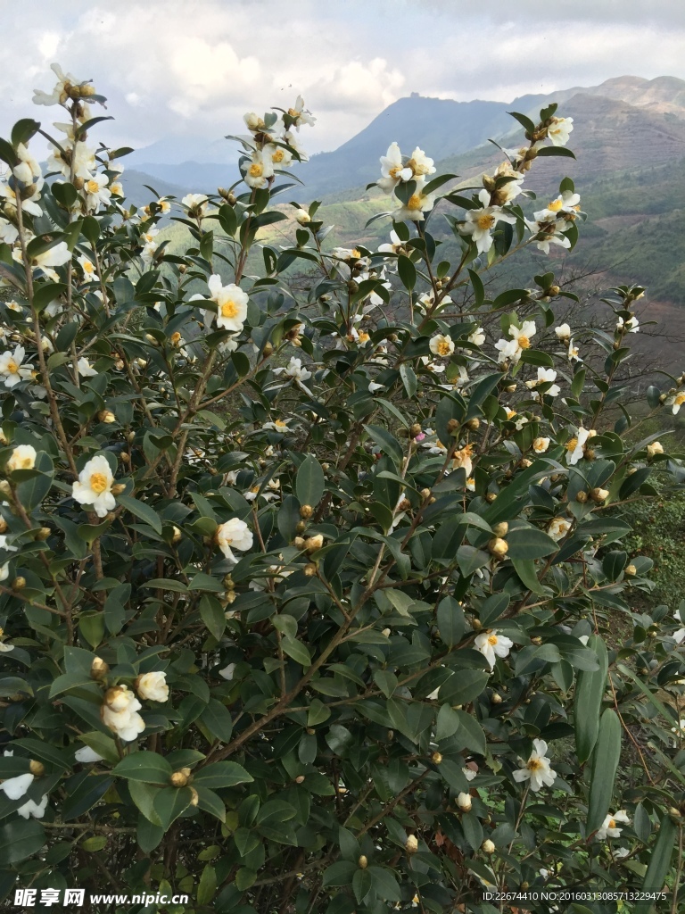 茶花