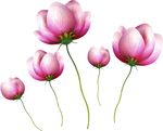 红花矢量素材
