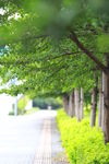 马路