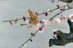 梅花