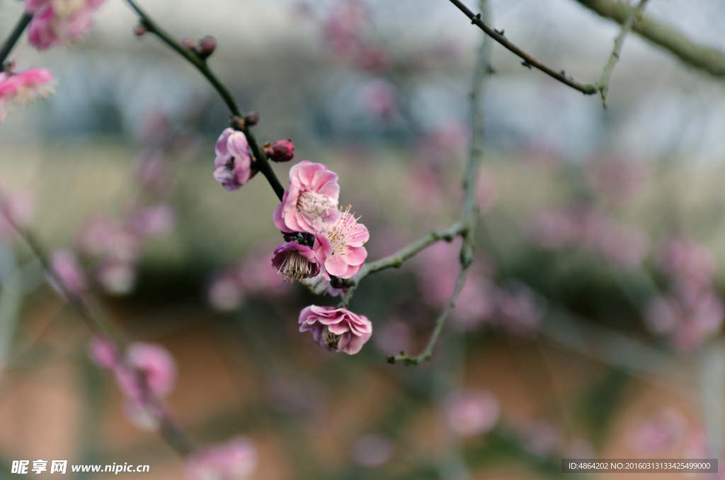 梅花