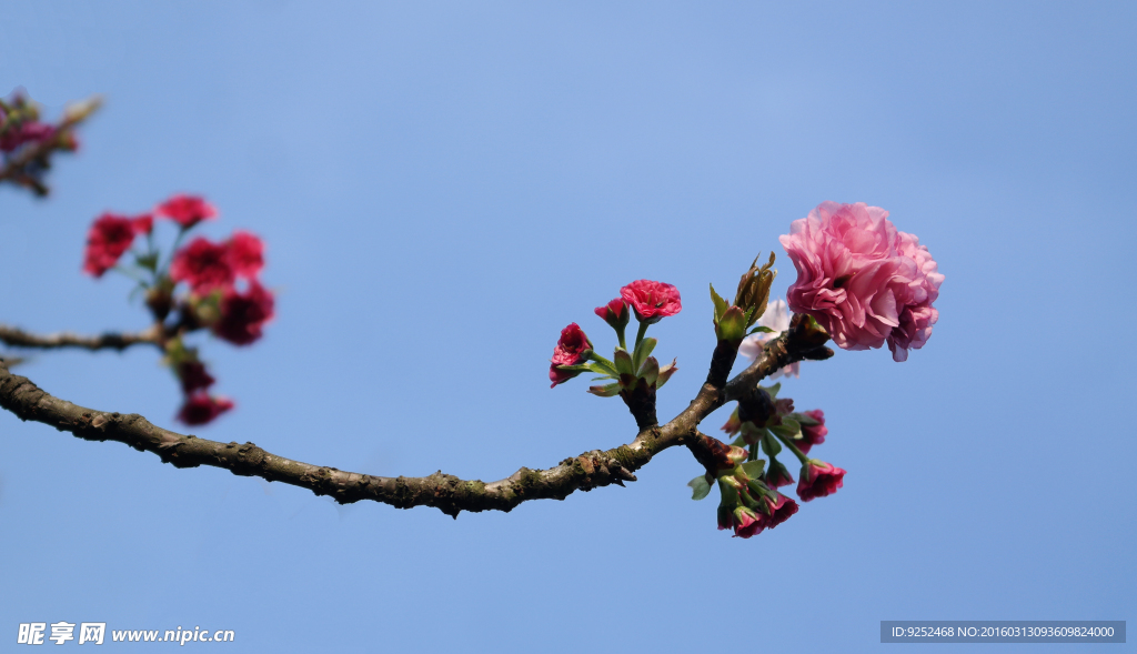 樱花