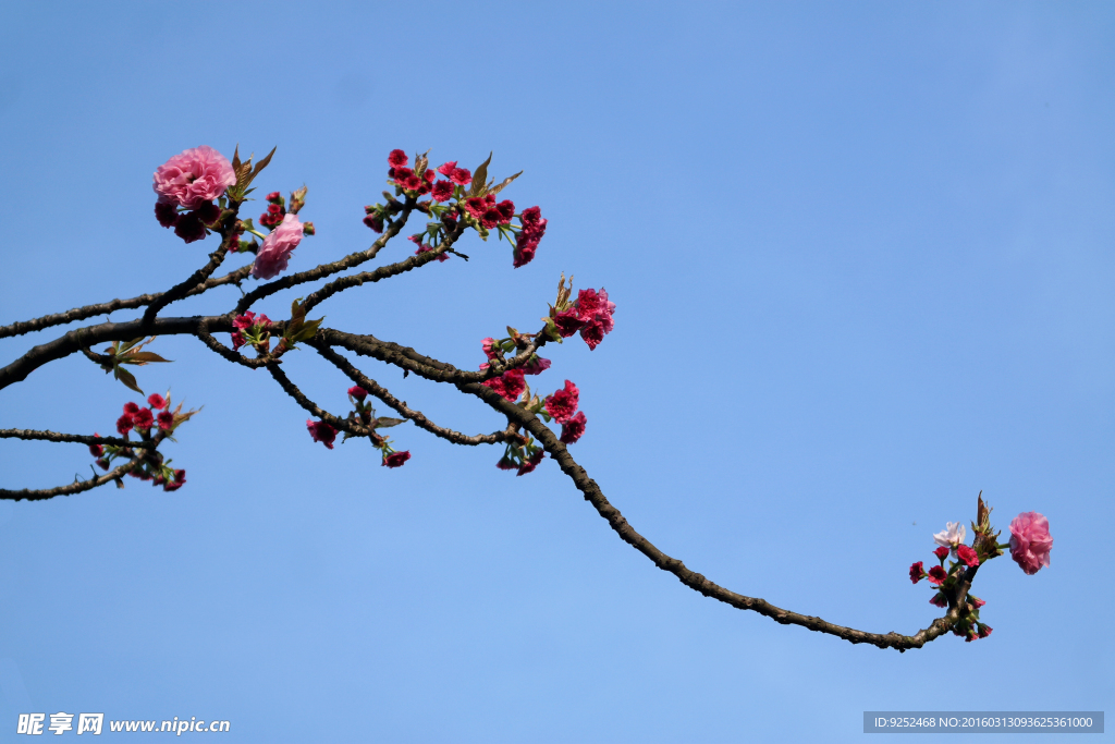 樱花