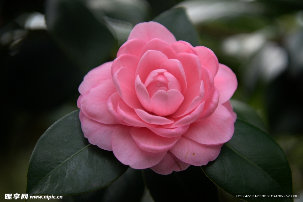 茶花