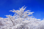 雪树