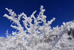 雪树