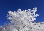 雪树