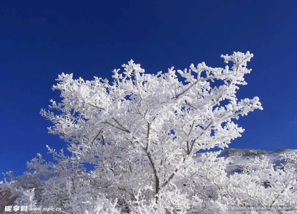 雪树