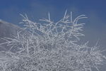 雪树