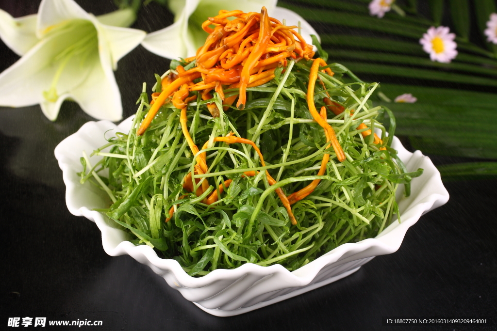 虫草花炝柳苗