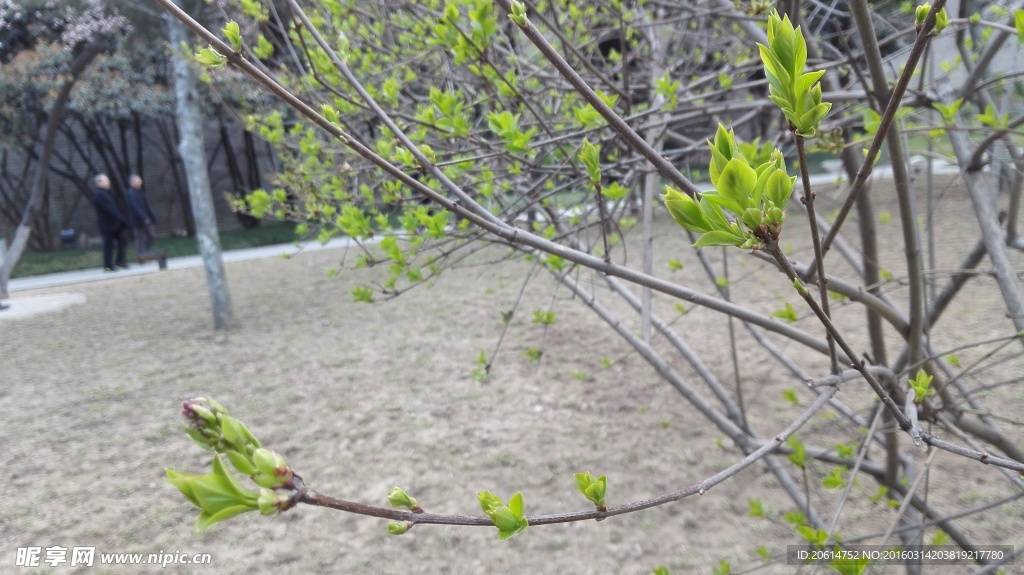 春天的小树 发芽图片