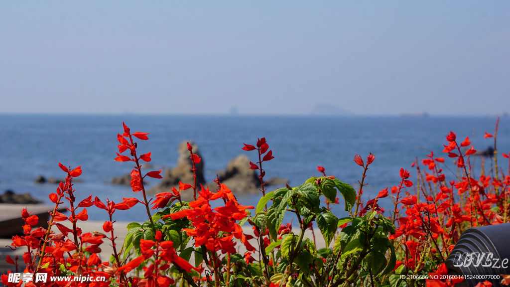 红花映海景