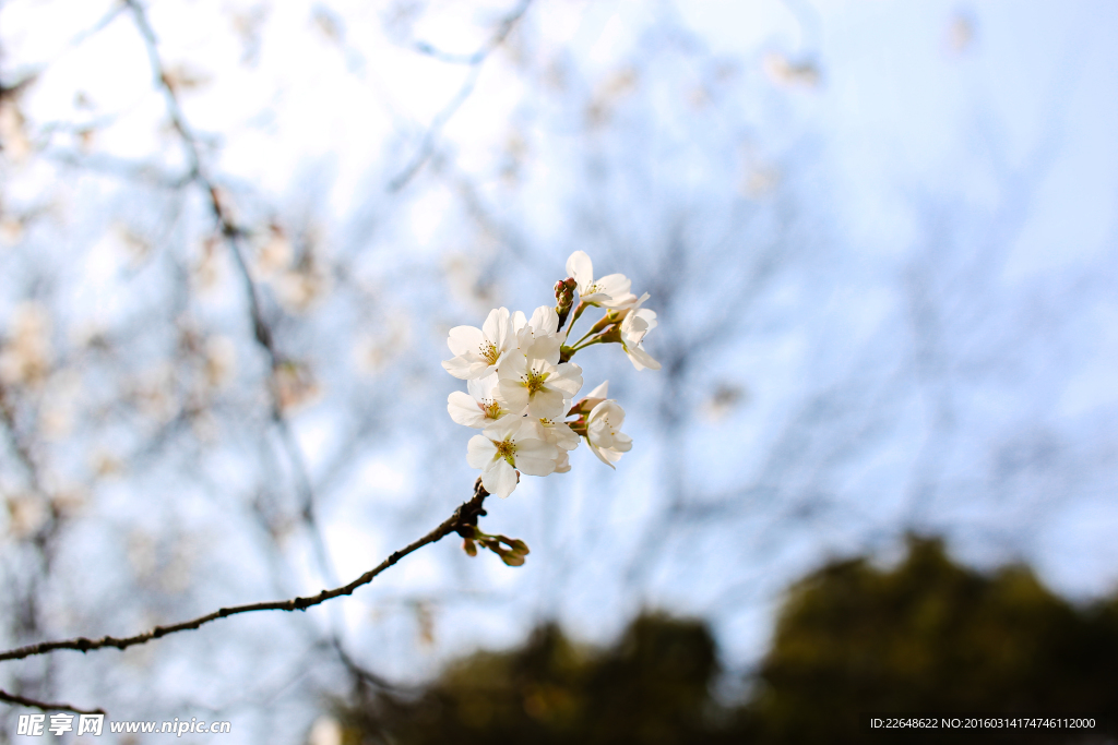 樱花