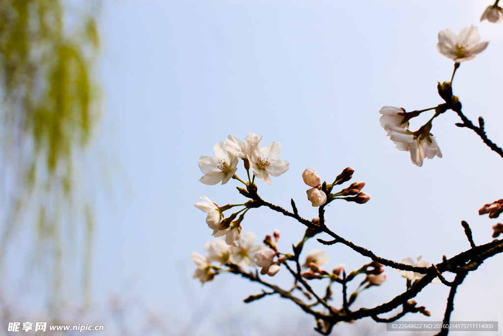 樱花