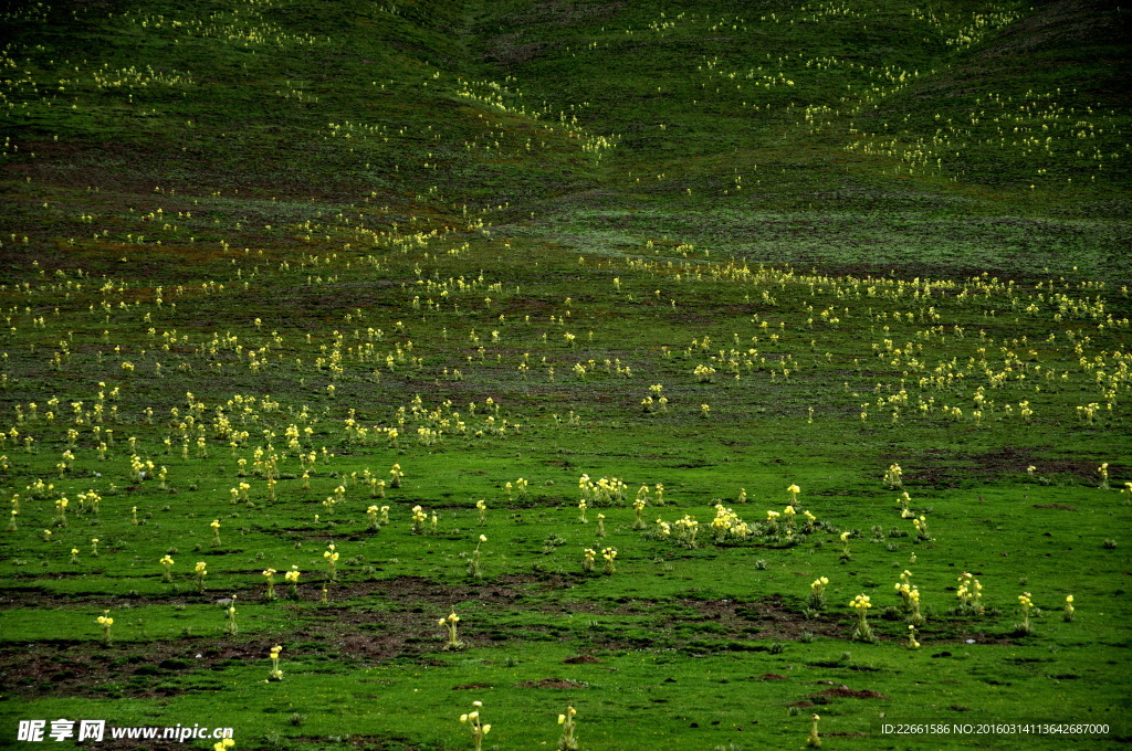 高原草地
