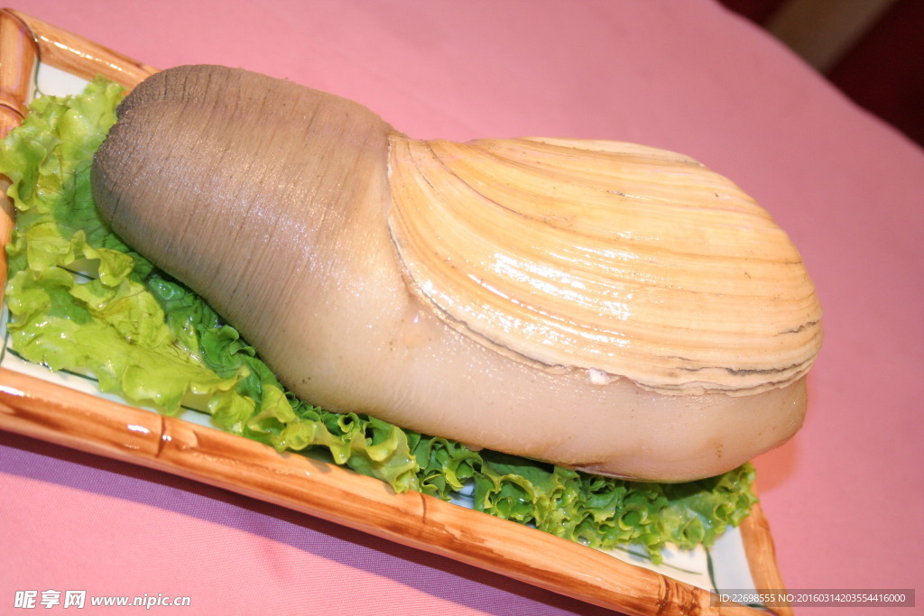 象拔蚌