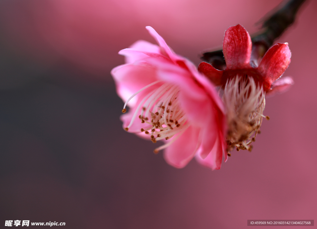 腊梅花