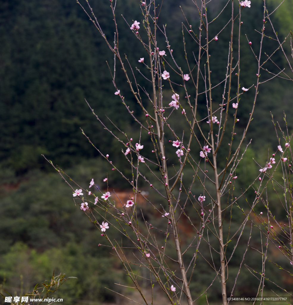 一抹春色