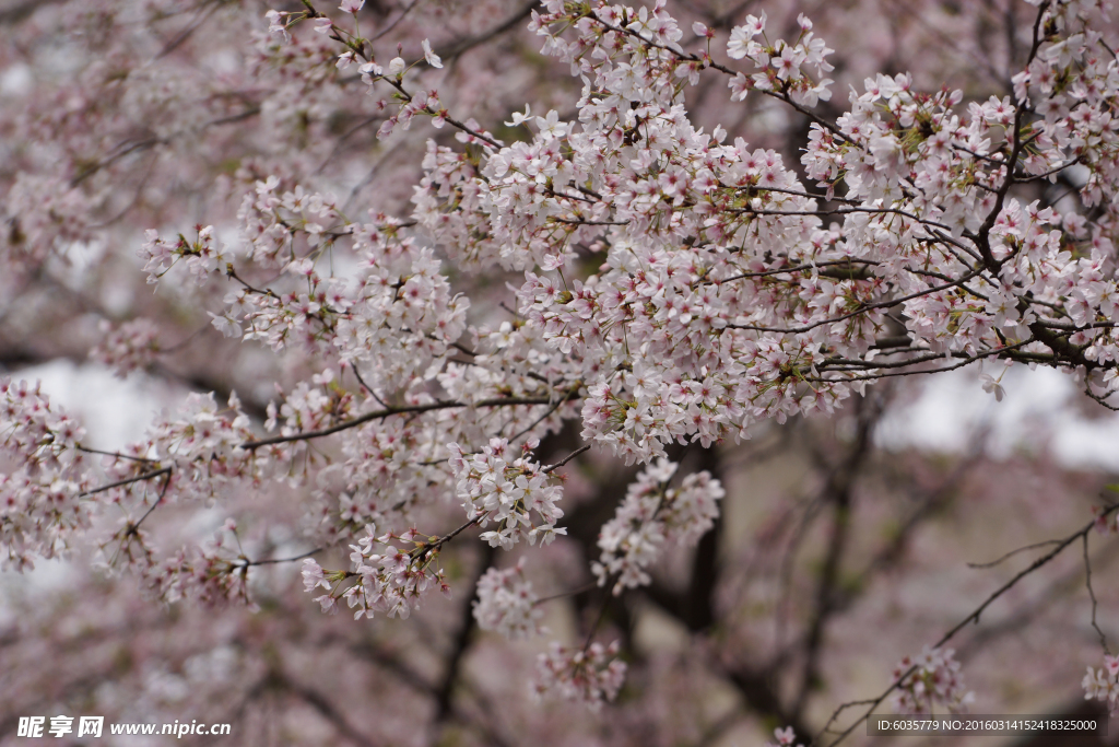 樱花