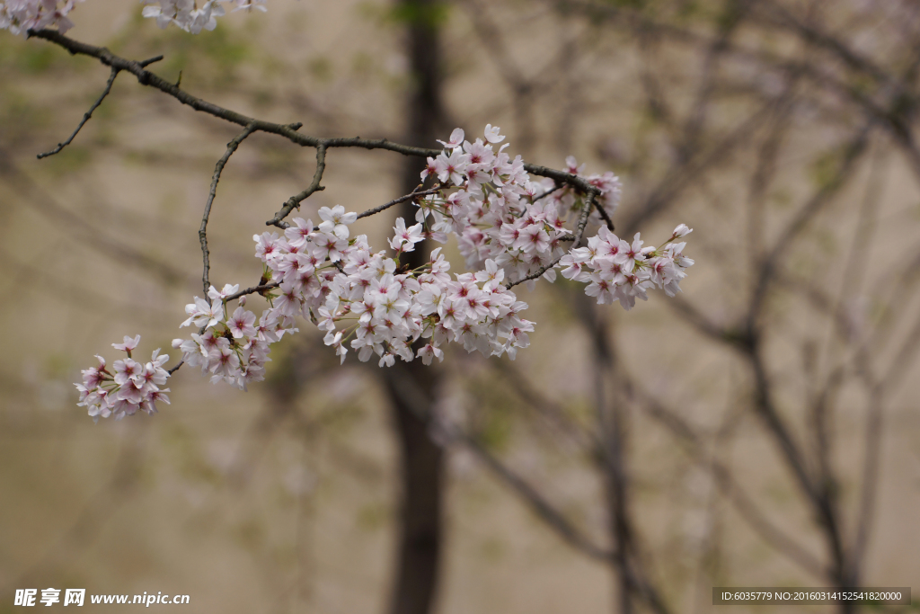 樱花