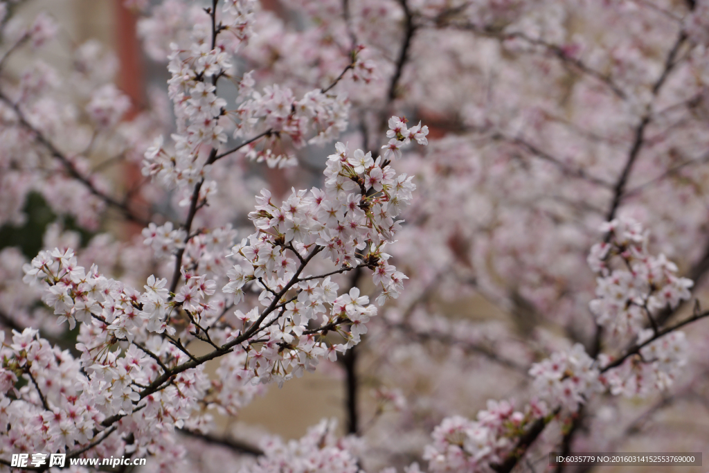 樱花