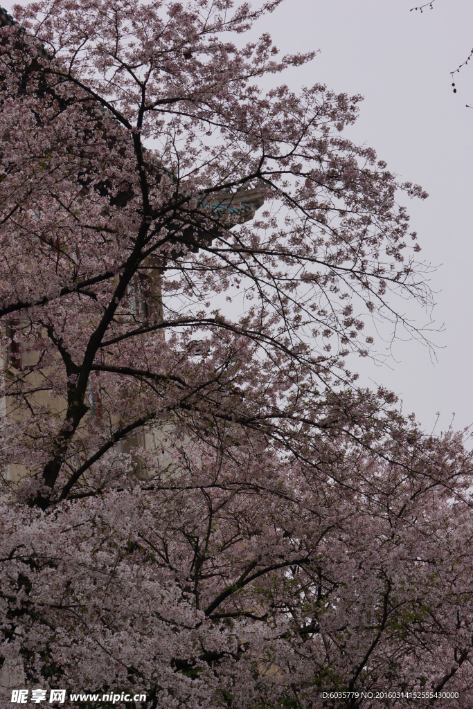 樱花