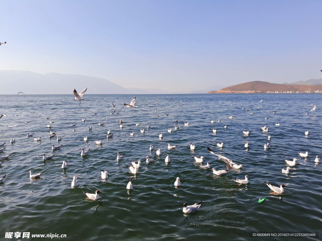 洱海旅游拍摄湖边鸟群