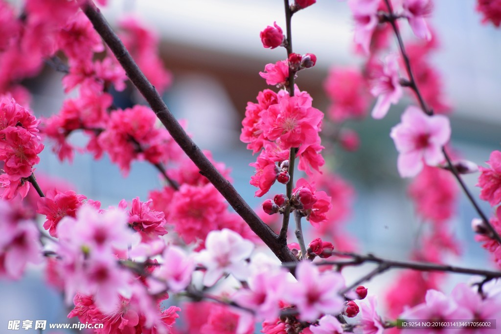 桃花