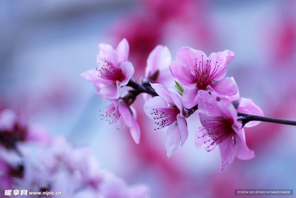 桃花