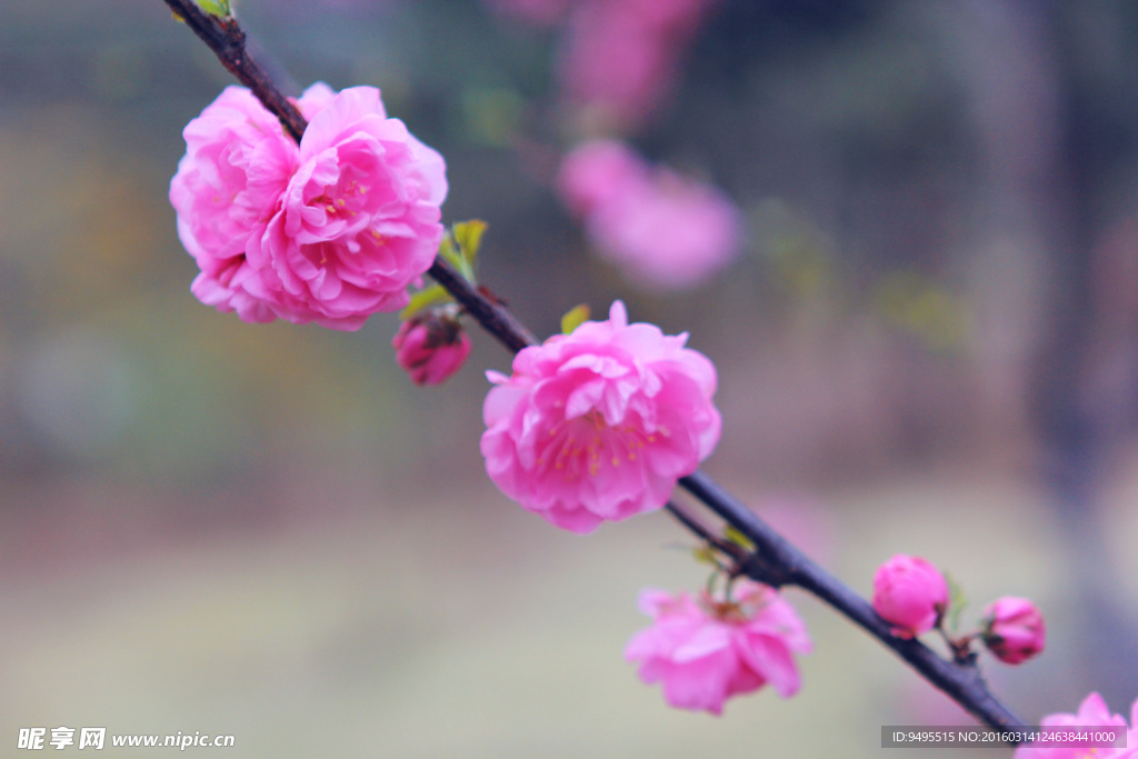 梅花