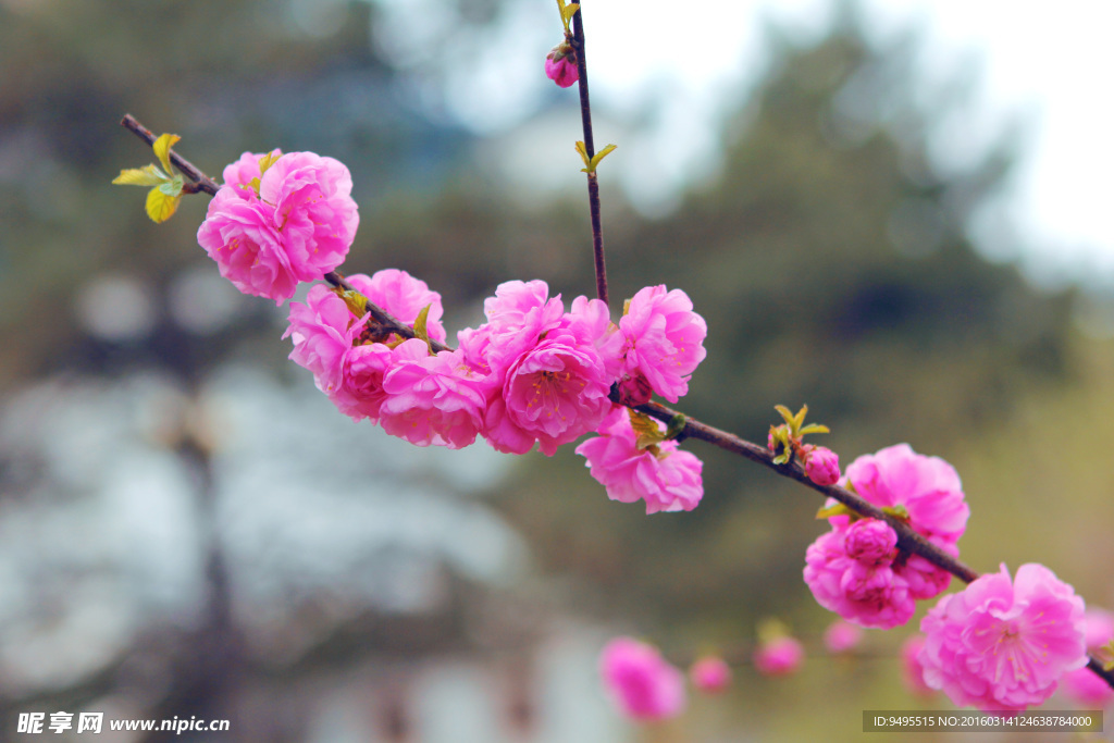 梅花