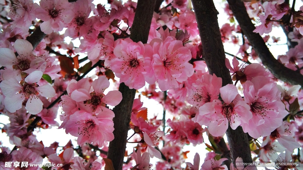 梅花