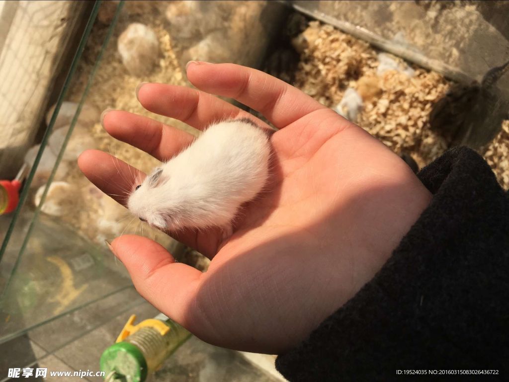 白色老鼠