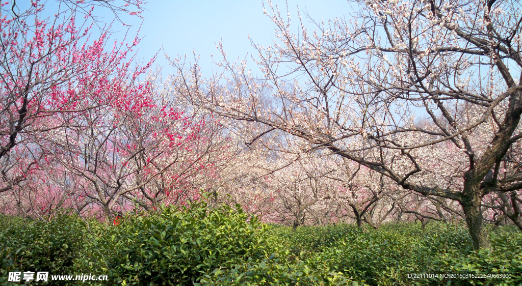 梅花山盛开