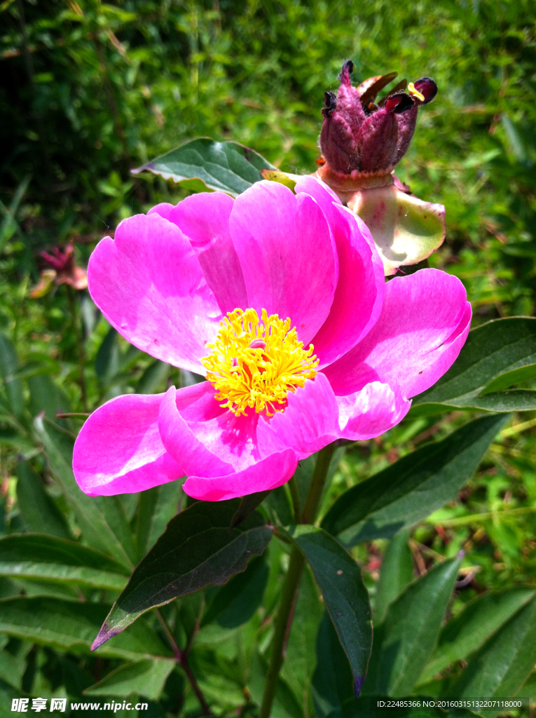 芍药