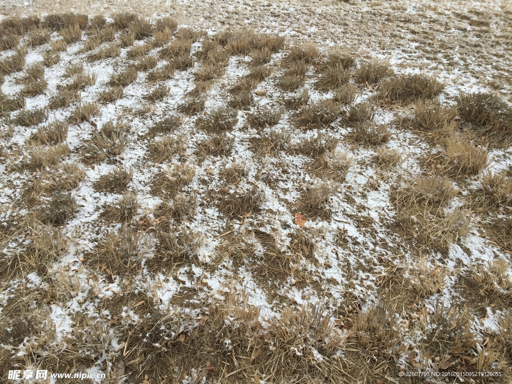 春雪舞龙城