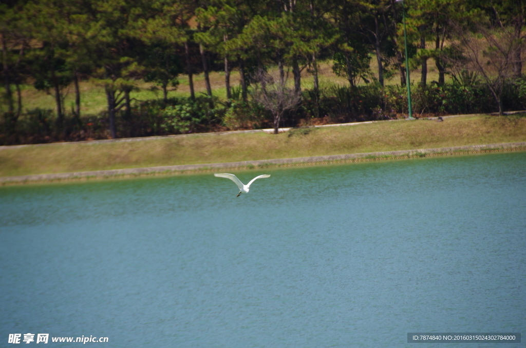 飞越湖面的海鸥